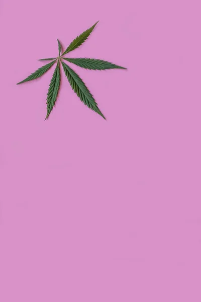 Cannabis oder Hanf hinterlässt nahtlose Muster. Nahaufnahme von frischen Hanfblättern auf rosa Hintergrund. vertikale Orientierung — Stockfoto