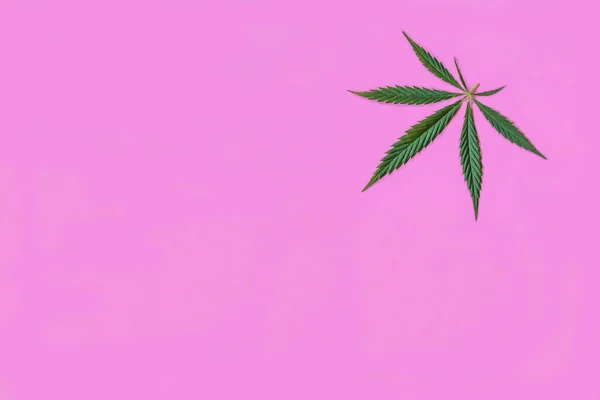 Cannabis or hemp leaves seamless pattern. Closeup of fresh hemp leaves on a pink background. Horizontal orientation — Stock Photo, Image