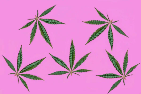 Cannabis o cáñamo deja un patrón sin costuras. Primer plano de las hojas de cáñamo fresco sobre un fondo rosa. Orientación horizontal —  Fotos de Stock