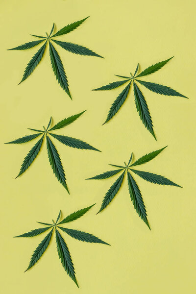 Hemp or cannabis fresh leaves. Closeup of fresh hemp leaves on yellow background