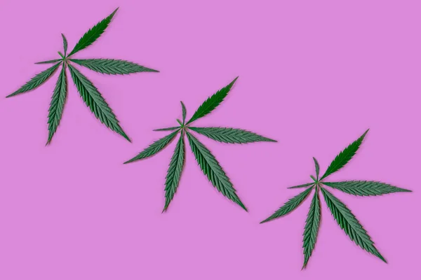 Cannabis oder Hanf hinterlässt nahtlose Muster. Nahaufnahme von frischen Hanfblättern auf rosa Hintergrund. horizontale Ausrichtung — Stockfoto