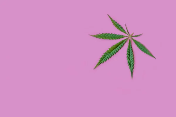 Cannabis o canapa foglie modello senza soluzione di continuità. Primo piano di foglie di canapa fresca su uno sfondo rosa. Orientamento orizzontale — Foto Stock