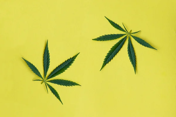 Cáñamo u hojas frescas de cannabis. Primer plano de las hojas de cáñamo fresco sobre fondo amarillo — Foto de Stock