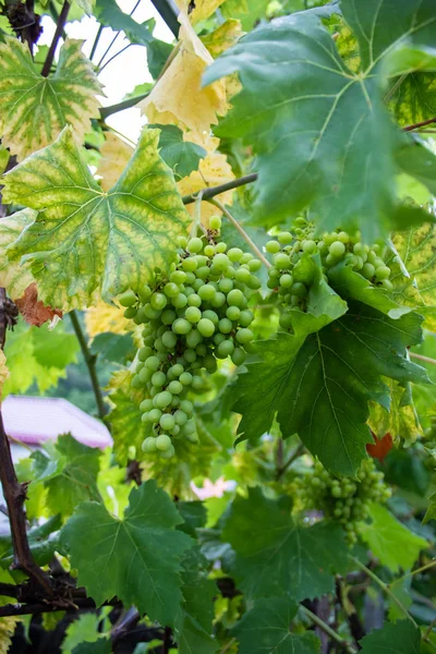 Uvas no maduras con hojas verdes en la vid. Frutas frescas. Orientación vertical —  Fotos de Stock