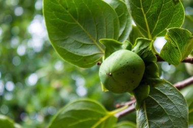 Yeşil olgunlaşmamış fındık Ağaç Çiftliği Tarım Gıda üretim Orchard