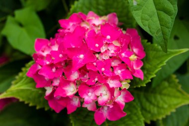 Güneşli bir günde ortanca çiçeği. Çiçekli ortanca bitkisi. Yaz bahçesinde çiçek açan çiçekler. Pembe ortanca tam çiçeklenme.