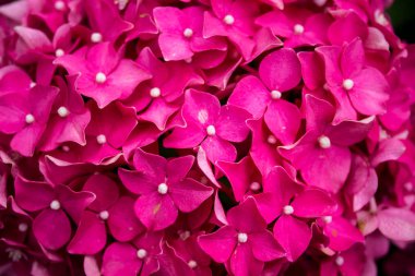 Güneşli bir günde ortanca çiçeği. Çiçekli ortanca bitkisi. Yaz bahçesinde çiçek açan çiçekler. Pembe ortanca tam çiçeklenme.