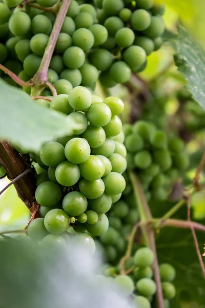 Not ripe grapes with green leaves on the vine. Fresh fruits. Vertical orientation — Stock Photo, Image