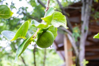 Yeşil olgunlaşmamış fındık Ağaç Çiftliği Tarım Gıda üretim Orchard