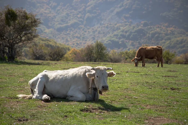 两头牛在草地上吃草 — 图库照片
