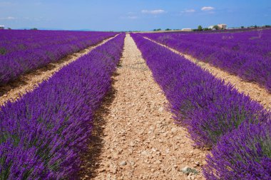 Provence lavanta alanlar