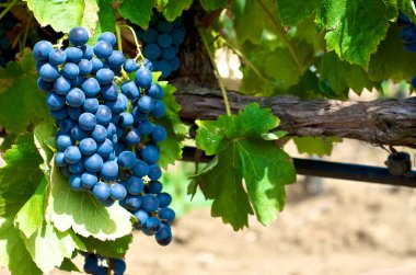 Üzüm bağlarında siyah üzümler
