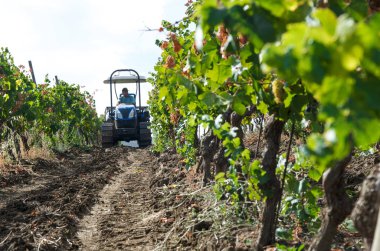 Üzüm bağındaki traktör.