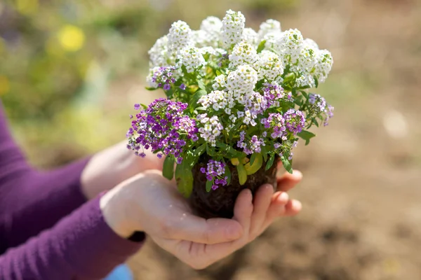 Ruce držící malou rostlinu — Stock fotografie