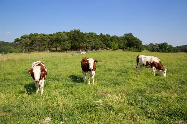 三头牛在田里吃草 — 图库照片