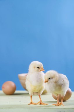 iki civciv, yumurta ve kase