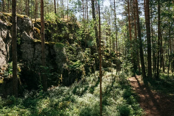 Yazın güneşli bir günde Koyonsaari adasındaki bir çam ormanının ortasında kayalar. Karelia 'nın kuzey doğası, Rusya