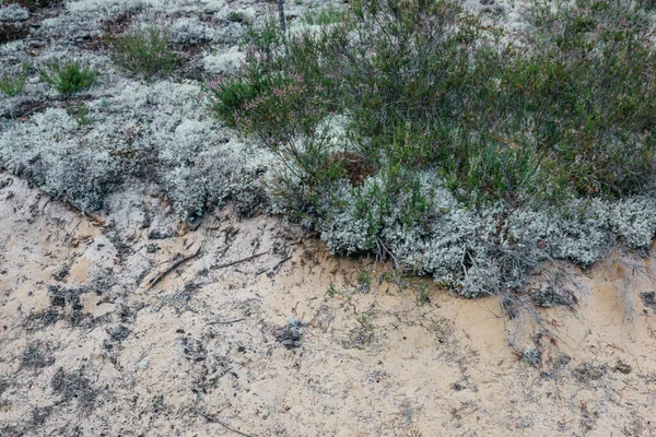 Moos Sand Und Kleine Heidelbeersträucher Aus Nächster Nähe Nördliche Natur — Stockfoto