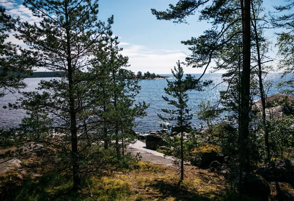 Çam ağaçları ve Ladoga Gölü 'nün Karelia, Rusya' da Koyonsaari adasında güneşli bir günde manzarası.