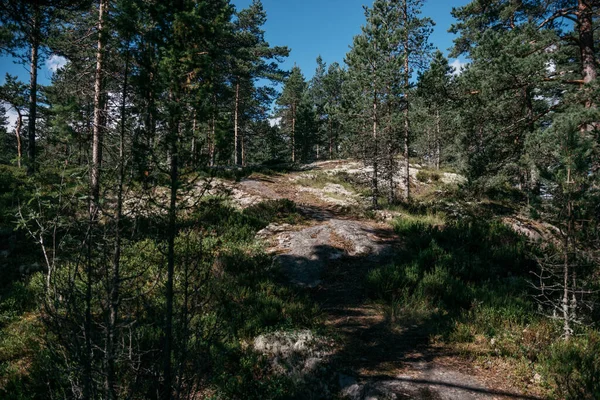 Rusya 'nın Karelia kentindeki Koyonsaari adasındaki bir uçurumda çam ağaçlarıyla çevrili bir patika.