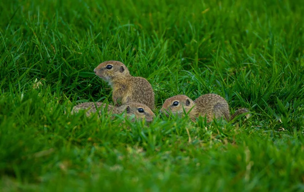 Çimenlerin üzerinde oturan bebek gophers yakın çekim