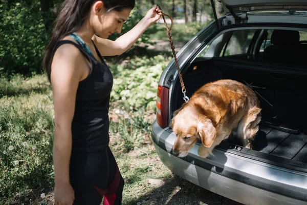 Dog jumping from trunk while girl is holding his leash