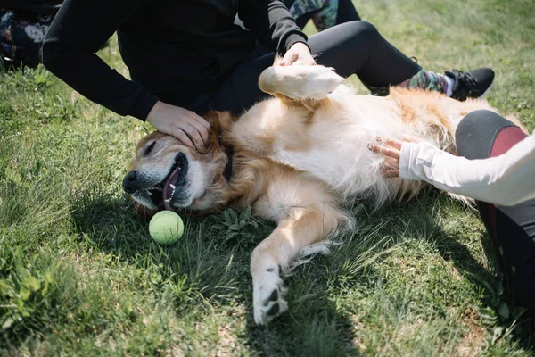 Cão com bola deitada no chão e mulheres mãos acariciando-o — Fotografia de Stock