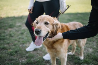 Kadın eli onu okşarken köpek parkta oturuyor.