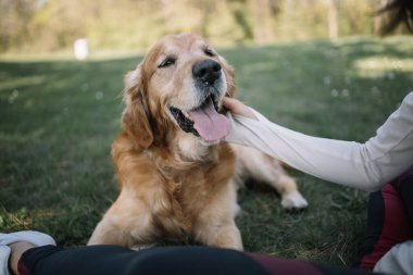 Dişi el, ormanda av köpeği besliyor.