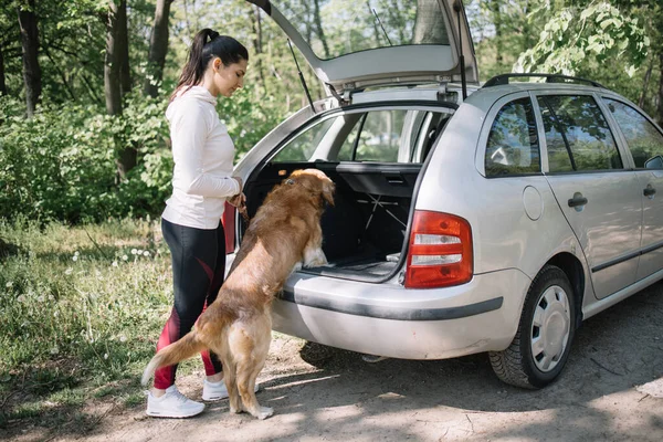 Köpek doğada arabanın bagajına giriyor.