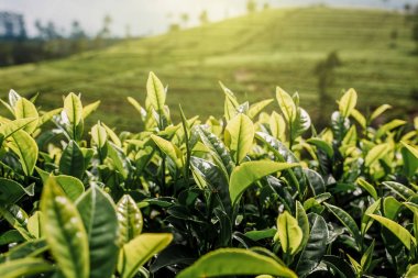 Çay çiftliği, yakın plan. Yeşil, taze, çay yaprakları fidanlıkta yetişiyor, güneşte. Nuwara Eliya 'daki tarlalar, Sri Lanka. Fotoğraf tabanı.