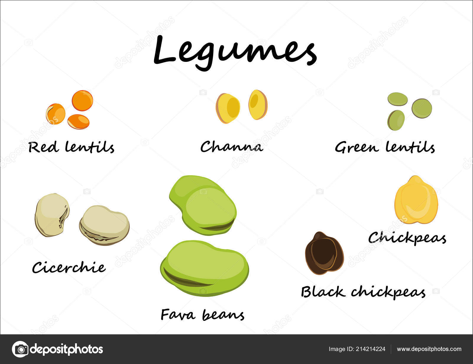 Legumes Illustrated Isolated White Background Chickpeas Cicerchie Broad  Beans Channa Stock Vector Image by ©Tatix #214214224