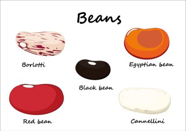 Kuru fasulye, fasulye, cannellini fasulye, borlotti ve beyaz arka plan üzerinde resimli Mısır fasulye