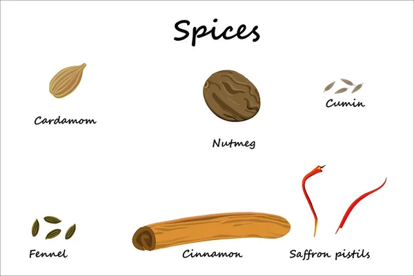 Cooking Spices Illustrated Saffron Pistils Cinnamon Stick Cardamom Nutmeg Cumin — Stock Vector