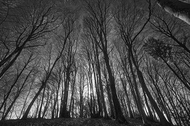 gün batımında arkadan aydınlatmalı dramatik kayın ormanı