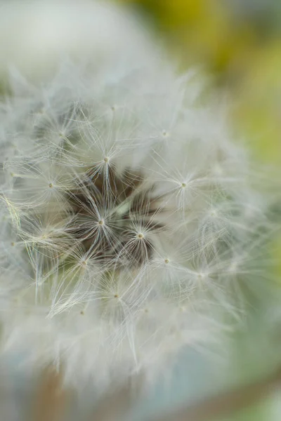 Macrophoto Parasols Pissenlit — Photo