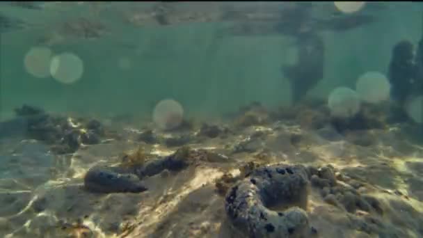 Underwater Time Lapse Reef Scene Group Sea Cucumbers Crawling Feeding — Stock Video