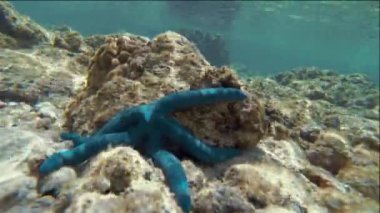 Sualtı Zaman atlamalı Resif Sahne Mavi Denizyıldızı ve Karadeniz Salatalık Birlikte Rarotonga Cook Adaları Güney Pasifik at Coral Seafloor Üzerinde Besleme