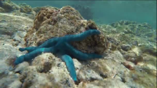 Undervattens Timelapse Seascape Blå Sjöstjärna Kryper Korall Seafloor Rarotonga Cooköarna — Stockvideo