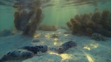 Sualtı Zaman Lapse Reef Sahne Deniz Salatalık Grubu Temizlik ve Rarotonga Cook Adaları Güney Pasifik At Kum Seabed Üzerinde Tortu Arındırıcı