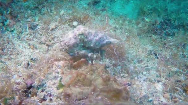 Kék Ringed Octopus Pára Víz Alatti Makró Közelről Undersea Trópusi — Stock videók