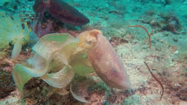 Cuttlefishes Broadclub Cuttlefish Other Filipino Cuttlefish Seabed Closeup Feeding Underwater — Stock Video