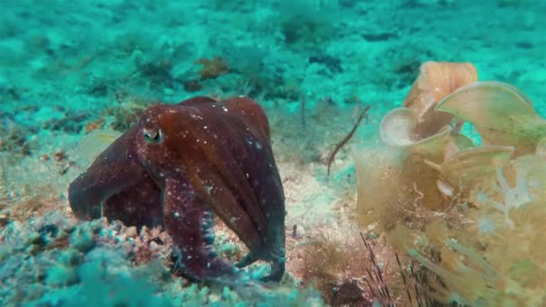 カトルフィッシュブロードクラブカツオ その他フィリピンのカツオは ビサヤン海カランガマン島でカラフルなサンゴ礁でフィリピンの熱帯サンゴ礁の水中を供給海底にクローズアップ — ストック動画