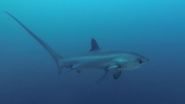 Pelagic Thresher Shark Sualtı Video Visayan Denizi'nde Monad Shoal Çok Yakın Yaklaşıyor, Malapascua, Filipinler 