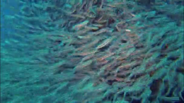 School Van Gestreepte Meerval Eeltail Catfish Schooling Onderwater Met Andere — Stockvideo