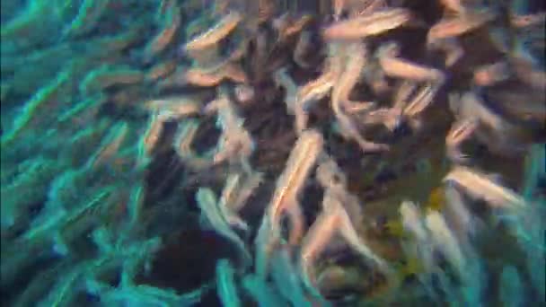 줄무늬 뱀장어 가까이 필리핀 산호초 섬에서 필리핀 줄무늬 비사얀 바다에서 — 비디오
