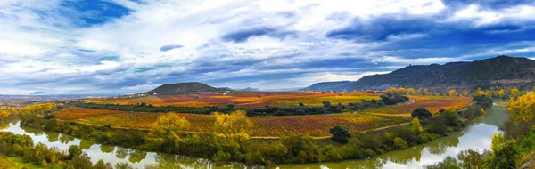 Vingårdar Höst Rioja Spanien — Stockfoto