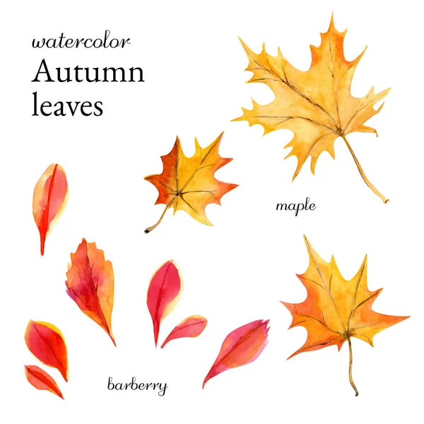 Sonbahar suluboya yaprakları akçaağaç, rovan ve böğürtlen