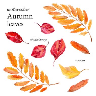 Suluboya sonbahar yaprakları Rowan ve siyah meyveli rowan