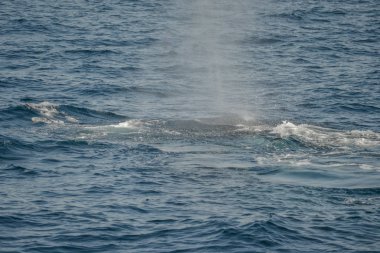 Avustralya 'da kambur balinaların güzel yakın çekim fotoğraf çekimi